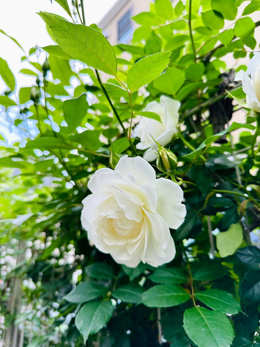 akhn's tweet photo. #見た人は無言で白のものを載せる https://t.co/GfQh9Gc2Wl