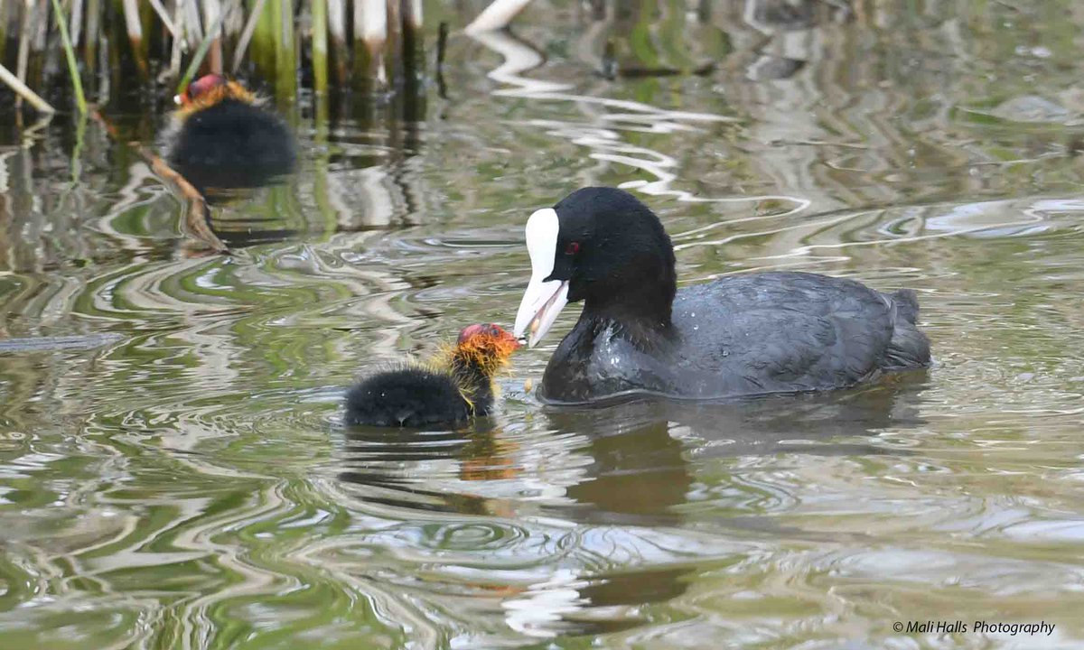 Coot(s). #BirdTwitter #Nature #Photography #wildlife #birds #TwitterNatureCommunity #birding #NaturePhotography #birdphotography #WildlifePhotography #Nikon