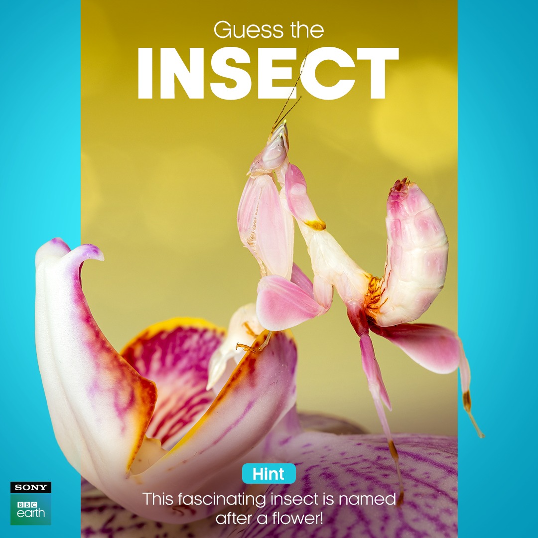 This carnivorous insect uses its appearance to lure other flower-seeking insects and then eat them. They're pretty, but clearly deadly!​
​
#SonyBBCEarth #FeelAlive #Nature #Wildlife #GuessTheAnimal #GuessTheInsect #Trivia #Carnivore