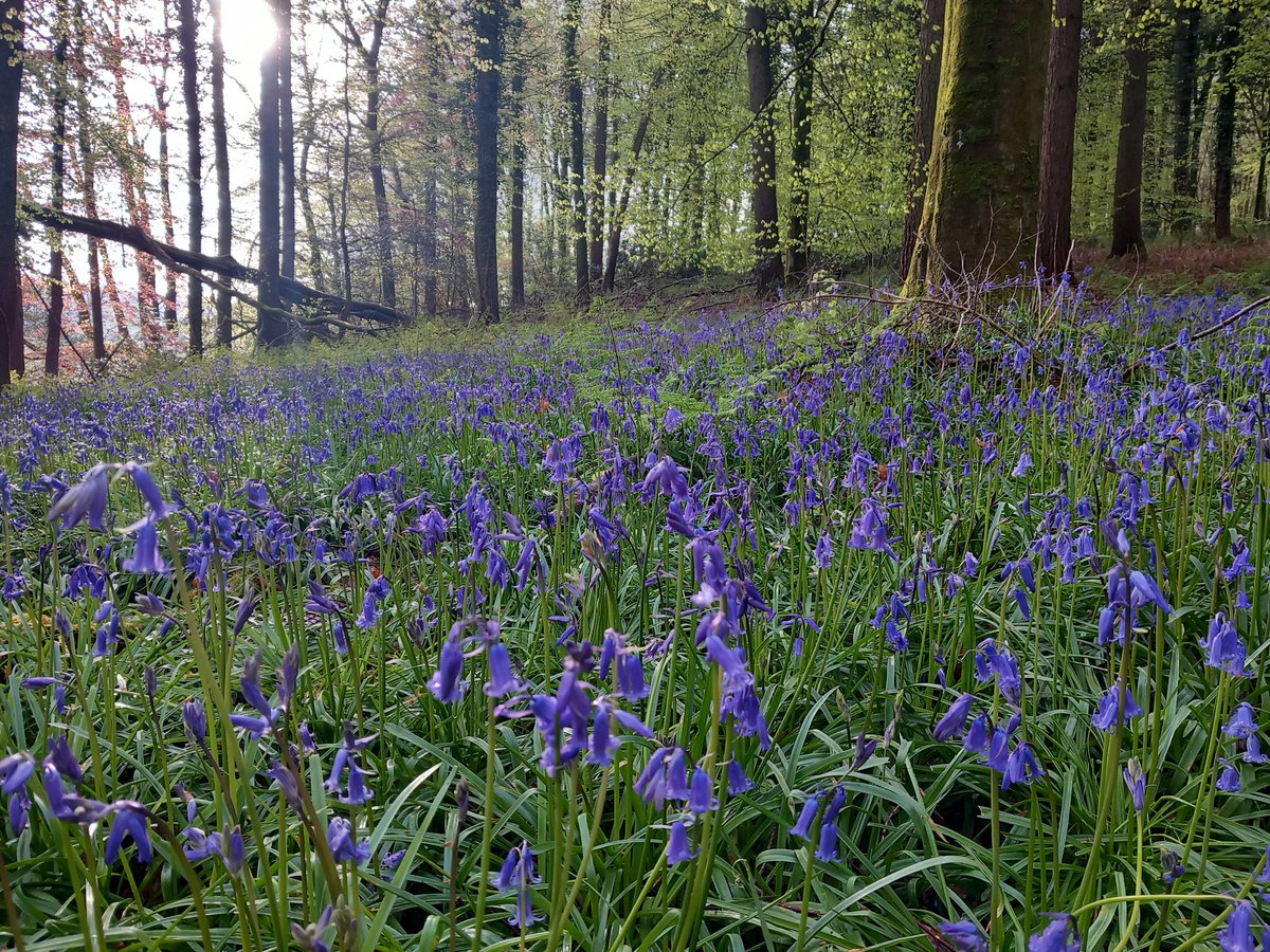 Monday morning stroll through the bluebells #spring #bluebellwoods #wiltshire #woodland #outdoors #mondaymorning #longleat #cranbornechase #nature #bluebells @Longleat