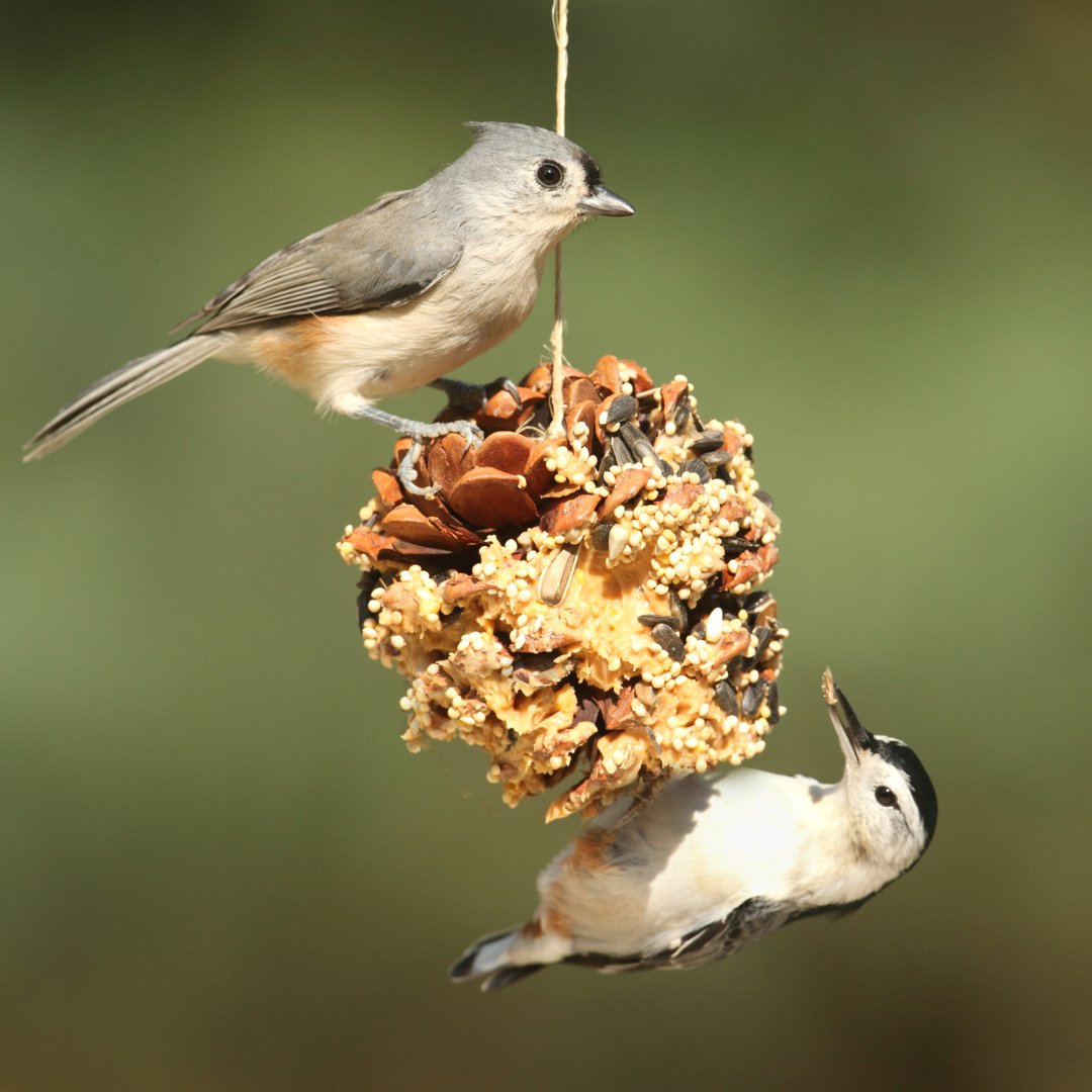 Don’t miss our launch offer! Explore Garden Topsoil Direct's bird food & feeder collection. Get 10% off fat balls & peanut butter feeders until May 1st with code BFLAUNCH. Create your own bird haven today! Browse now: gardentopsoildirect.co.uk/product-catego… #GardenTopsoilDirect #BFLAUNCH
