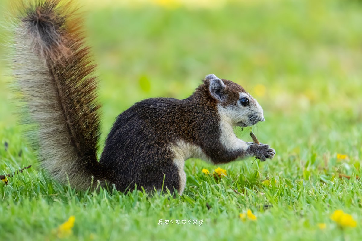 #squirrel #nature #squirrels #squirrelsofinstagram #wildlife #eichh #animals #squirrellove #squirrellife #naturephotography #rnchen #wildlifephotography #nuts #animal #photography #squirrelwatching #cute #love #photooftheday #リス #松鼠 #tupai