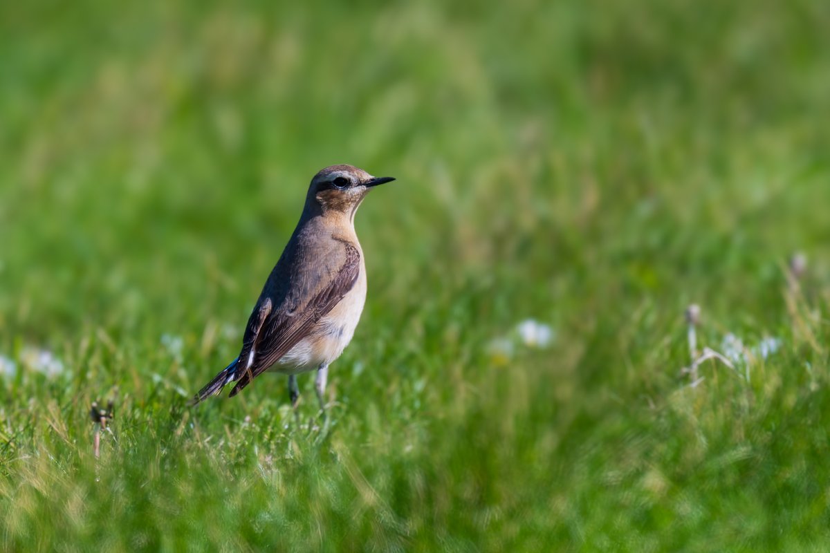 Wheatear (Oenanthe oenanthe) near Fenit, Co Kerry, last week.