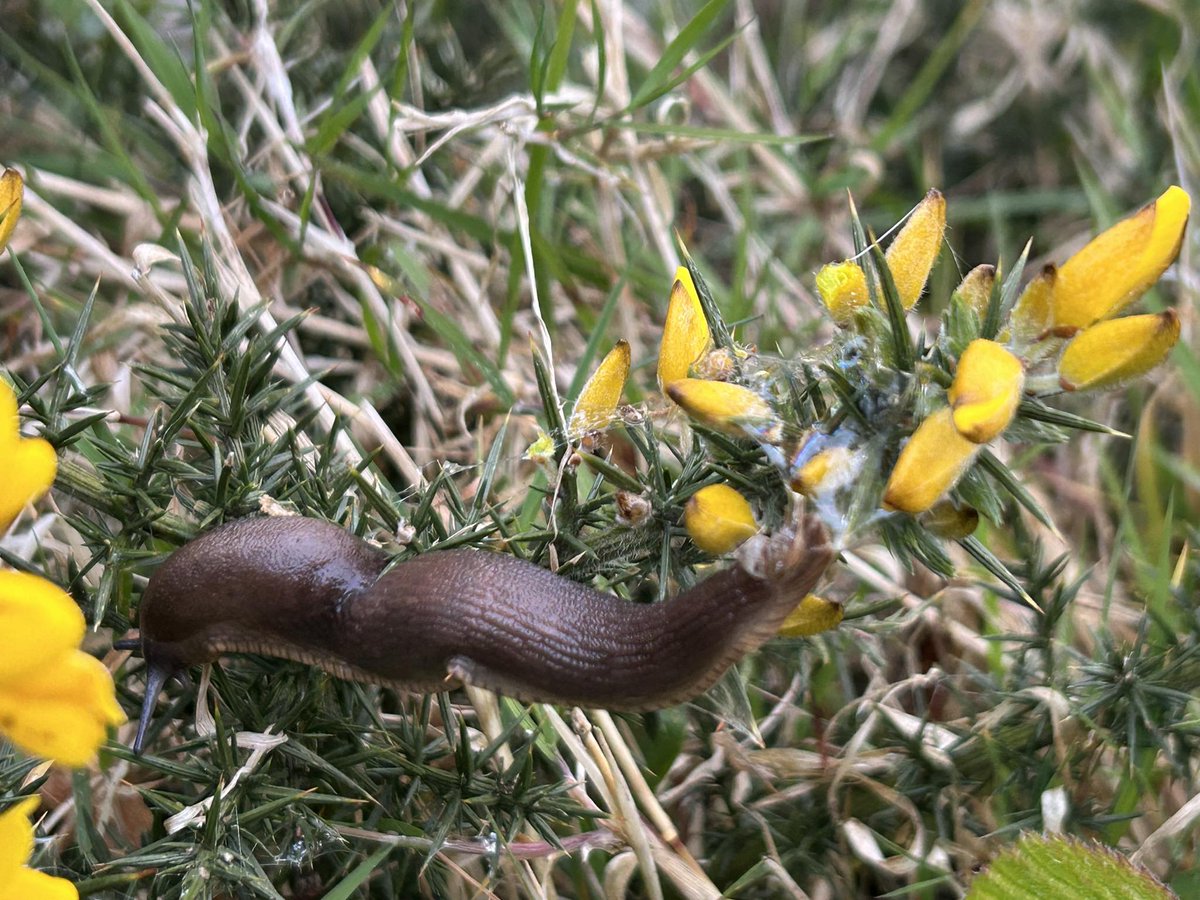 The Gorse bushes covered in slugs this morning #nature #biodiversity