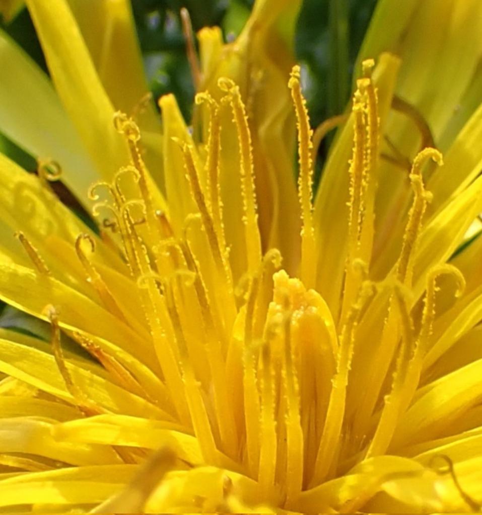 Happy Monday everyone, what a wonderful day on here it was yesterday. So many amazing images and interesting facts shared by everyone for #InternationalDayoftheDandelion