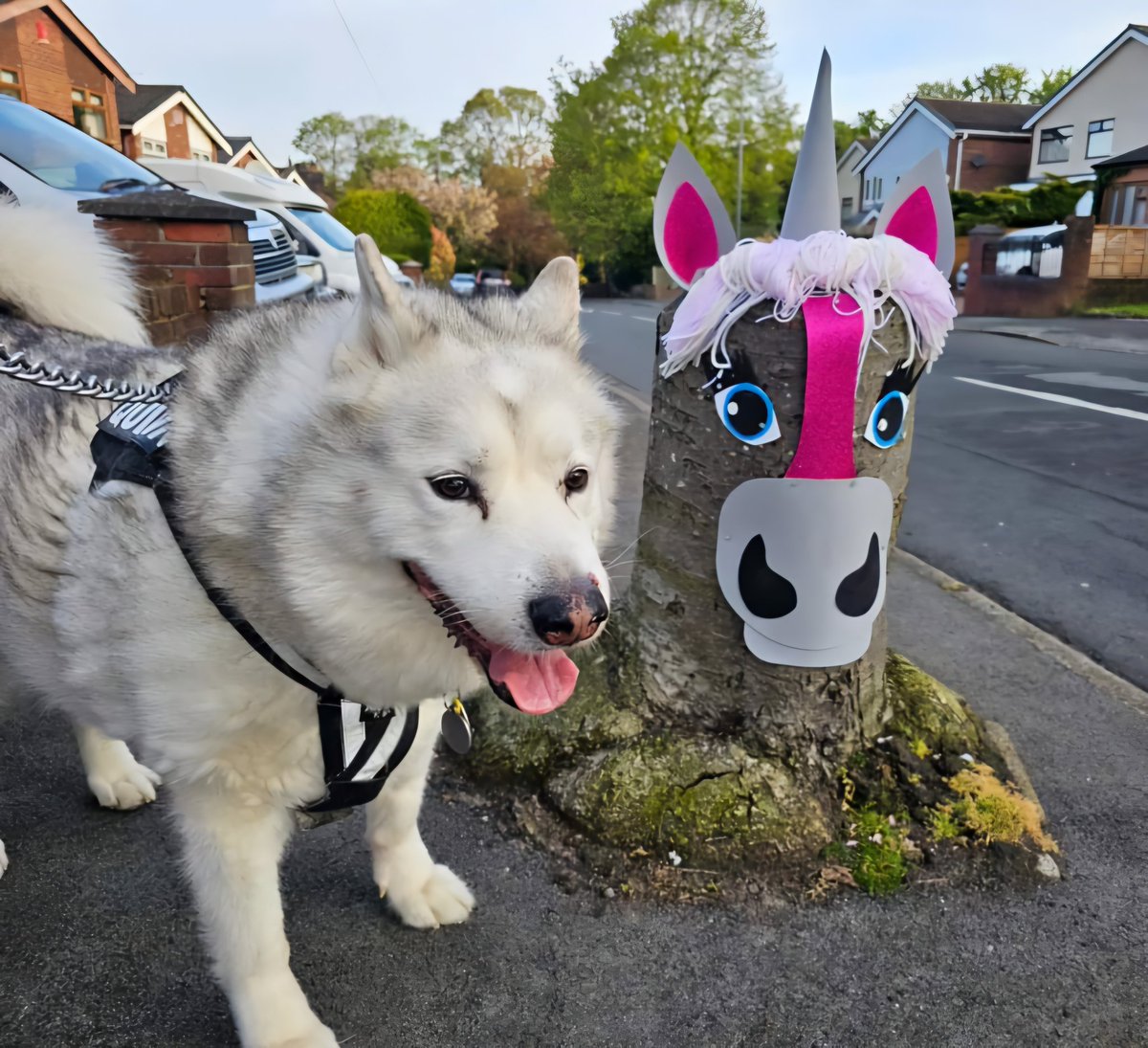It seems that the local dog walkers appreciate the stump 😍🐕🦄😍 #dogsoftwitter #dogs #malamute