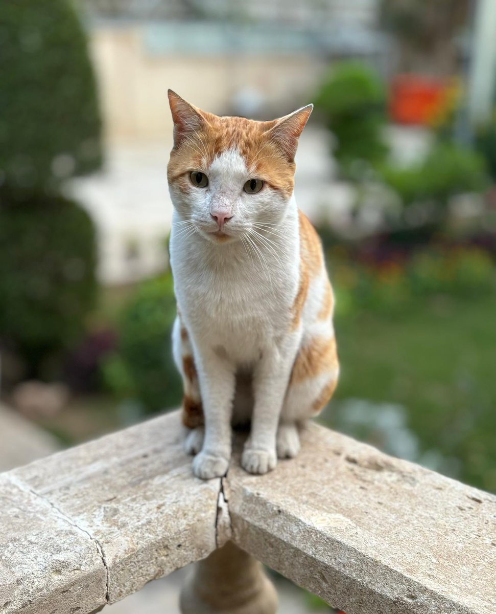 Hello, I am Kokinta at Japanese Embassy. I am a bit worried about an outcome of today’s match between #Samuraiblue and #Lionsofmesopotamia for the semifinal of AFC U23. Ambassador called me to ask all the cats at the Embassy to stay calm and to support both teams. Yes, I told