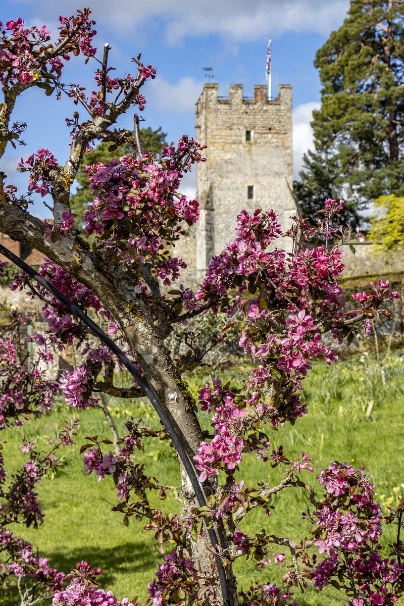 Here's one for the National Trust experts out there. Can you tell us where this tower is hiding behind the blossom? Photo: Hugh Mothersole #BlossomWatch