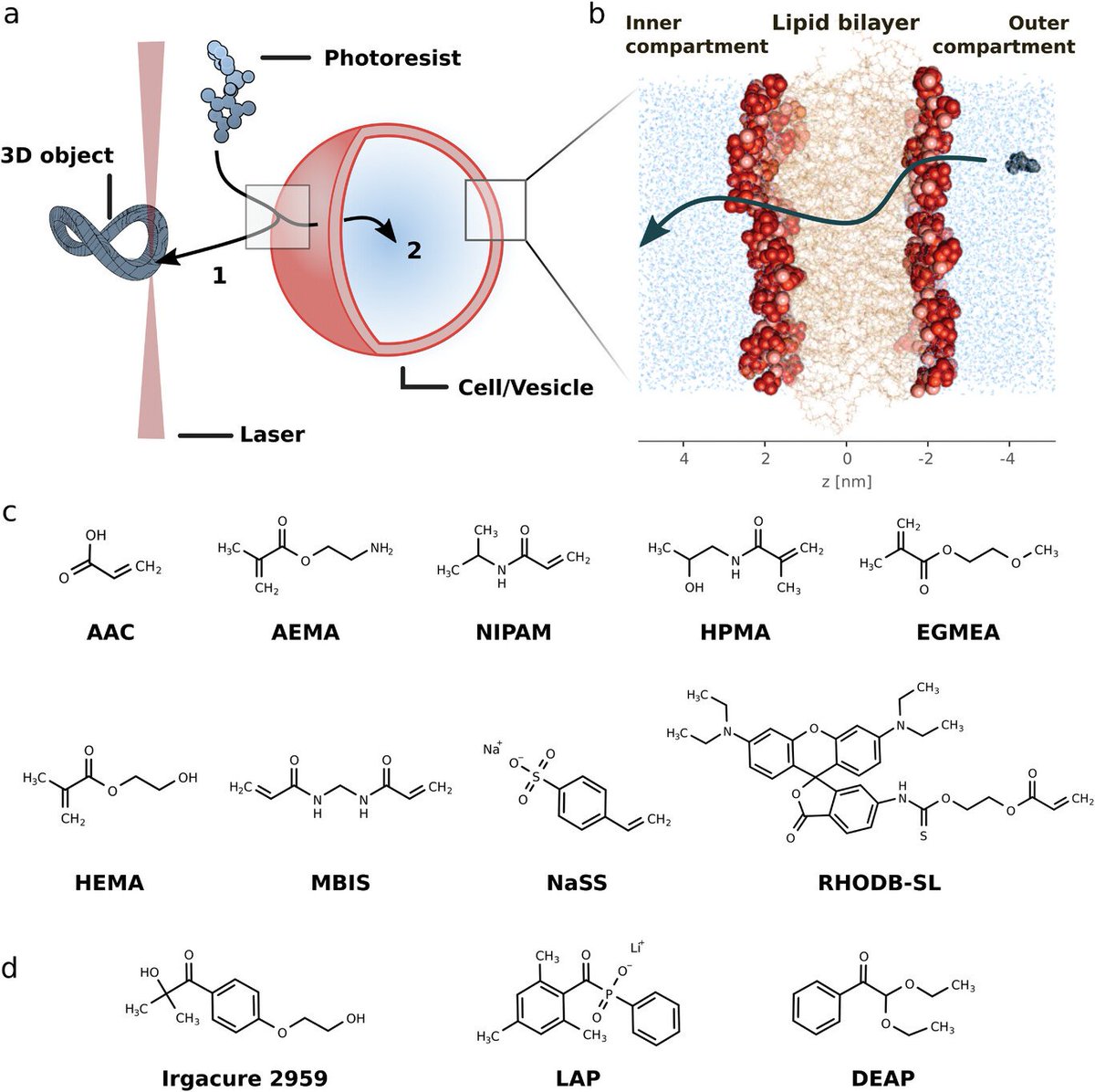 Publication by Cluster Members Matthias Brosz, Tobias Abele, Frauke Gräter, Kerstin Göpfrich, and Camilo Aponte-Santamaría addresses the interaction of photoresists with lipid membranes. 👉doi.org/10.1002/adfm.2… @ToAbele @graeter_mbm @KGoepfrich @camiloapontelab #Bioprinting