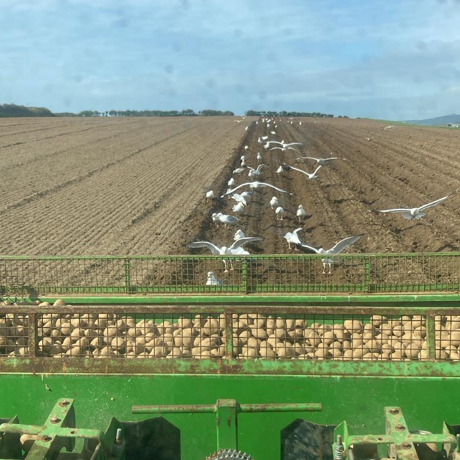 Potatoes 🥔 going in the ground in a sunny Wales last week 😍 A positive turn in the weather has finally allowed growers to get some much needed cultivation and planting done ✔️ 📷 Alex Silverwood