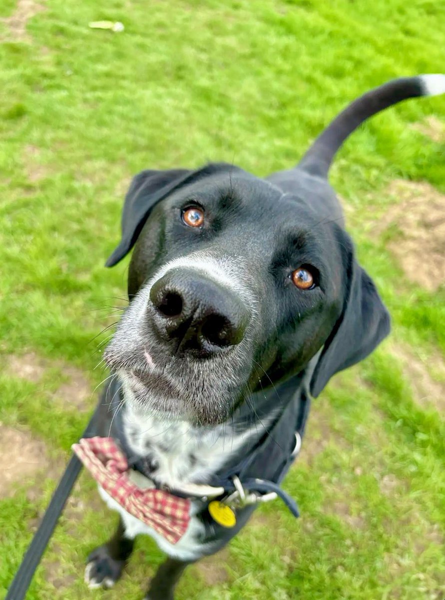Go on…start your week right and give Joby a boop! 👆🐽🐶❤️

Meet him 👉 dogstrust.org.uk/rehoming/dogs/…

#rescuedog #adoptdontshop #startyourweekright #boop #boopmynose #leeds #adoptadog #rehome @DogsTrust