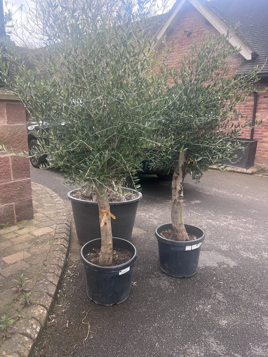 It’s a new olive tree day for my patio renovation project, just need to find some lovely olive pots now….