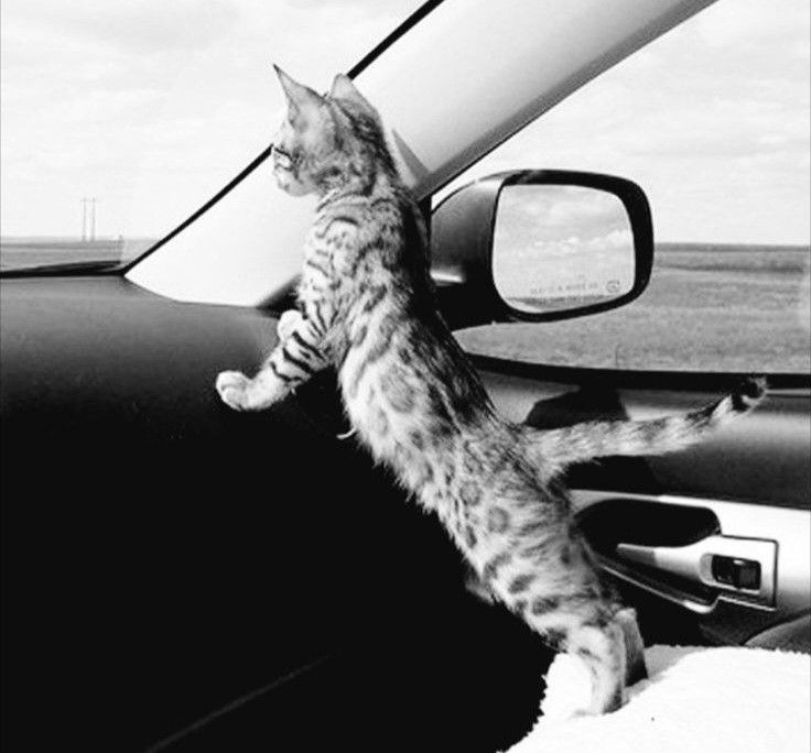 'Do not stop thinking of life as an adventure.'
#EleanorRoosevelt #CatsofTwitter 📸Reddit