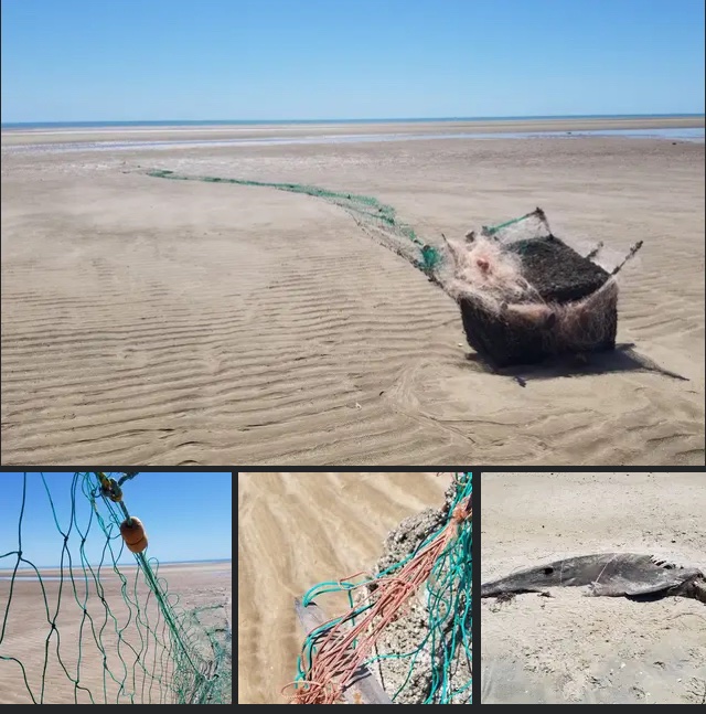 April 28, San Felipe Observer’s beach patrol for ghost nets and ghostgear on San Felipe beaches just in from the Vaquita Refuge.

These ghostnets are out there in the Vaquita Refuge continuing to fish 24/7.