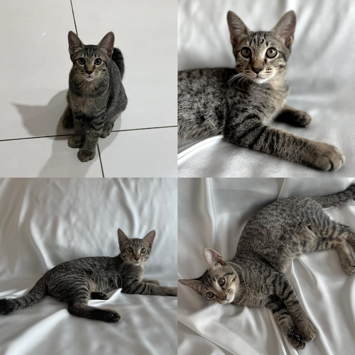 ~~ cats for adoption!! KL/Selangor area 🐱 first vet checkup done these bb boys are literally bestie coded, they’re made to be your buddy for life tbh - silly, manja, playful 🥰🥰