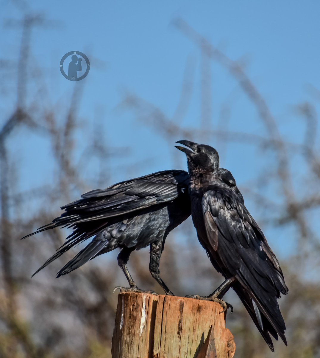 Fan-tailed Raven - Corvus rhipidurus Kalama Conservancy,Samburu County,Kenya.(march 2024). #martowanjohiphotography #birdwatching254 #BirdsSeenIn2024 #TwitterNatureCommunity #BirdsOfTwitter #birdsphotography #nikon #tamronlens #raven #kenya #birdsplanet #bdasafaris