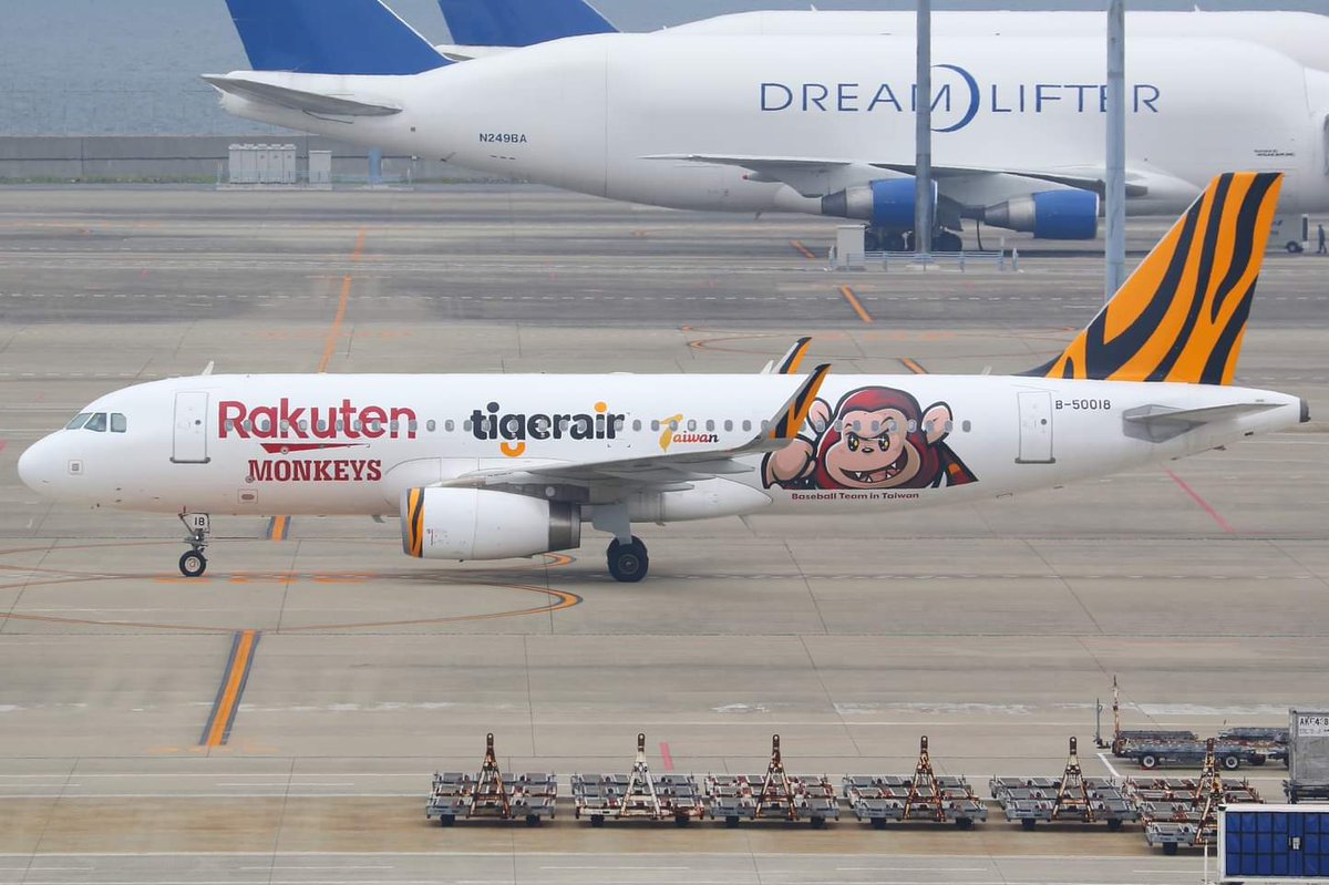 こちらも今回初撮影となったタイガーエア台湾の楽天モンキーズ塗装の2号機です。
1号機とは文字の配列や猿の大きさ等、若干のデザインの違いがあります。

Tigerair Taiwan
A320-232/B-50018 (Rakuten Monkeys Lively)
Chubu Centrair International Airport (RJGG/NGO)
29/APR/2024