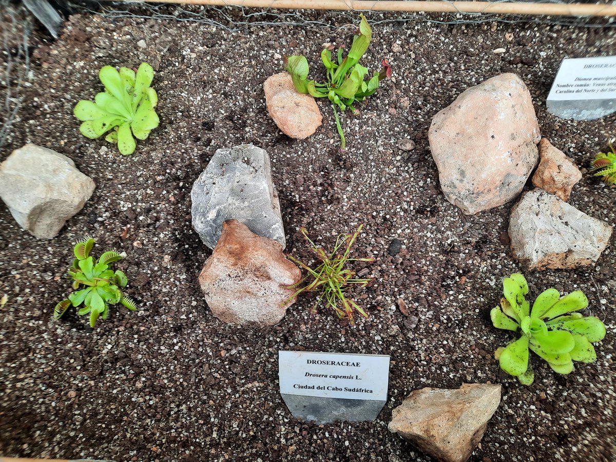 En el Jardín Botánico🌳 tenemos nuevas plantas carnívoras😲, que las podéis ver en el Invernadero.

Encontramos diferentes especies del género Dioneas, Sarracenias, Droseras, Nepenthes y Grasillas.

¡Ven a verlas!

#jardinbotanicoclm #plantascarnivoras #Albacete #castillalamancha