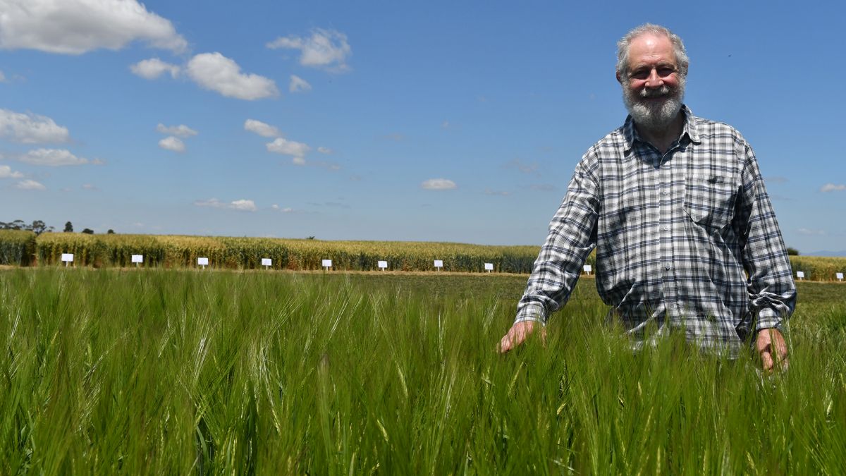 👑👑 'Grain number is king' says Prof Victor Sadras. Yield is a function of grain number & the critical period spans from late stem elongation to 10 days after flowering. Find out how to influence yield during this time 👇👇👇 bit.ly/44jiXmZ @far_australia @SA_PIRSA