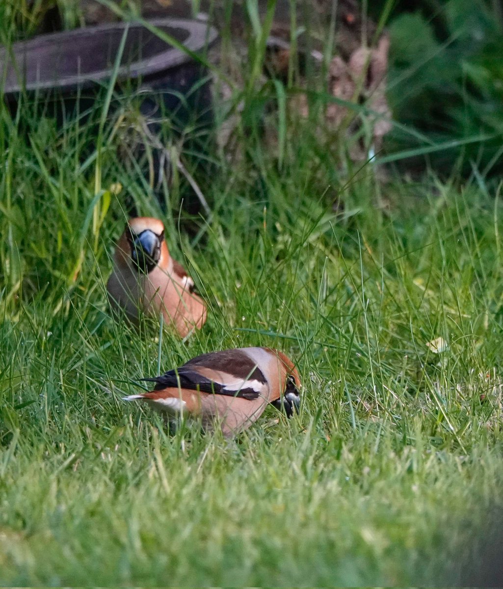 Goedemorgen! Vandaag in #camer_a_pril is het thema #ditwilikjelatenzien Ik heb niet een hele bijzondere foto om te laten zien maar deze appelvinkjes zaten vanochtend in het ochtendzonnetje rond te scharrelen. Ook heel erg mooi!🐦🧡🐦💙🌿 Fijne dag!🙋‍♀️ @jolandabrwr #tuintweet