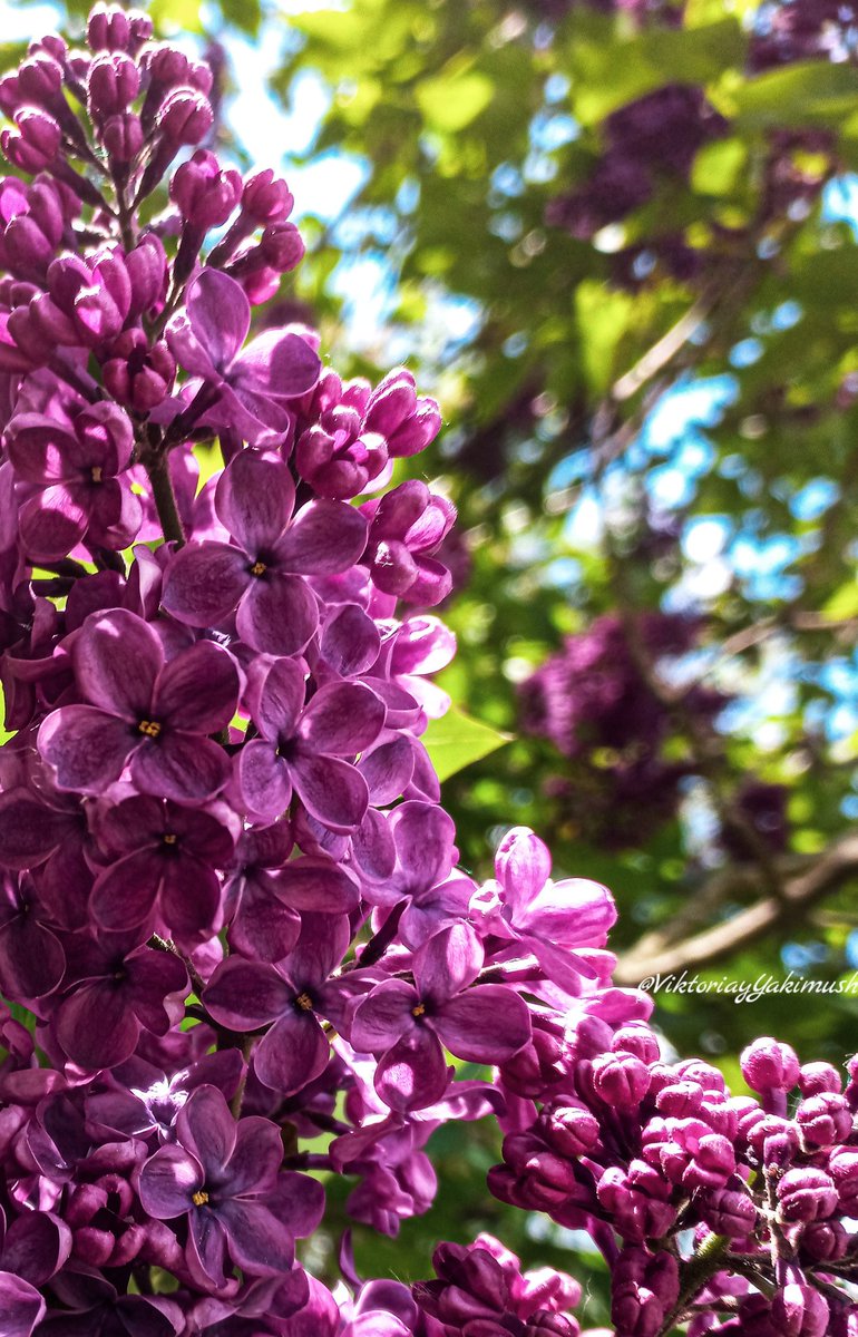 Good morning! 🙋‍♀️ Have a great Monday! ✨️ For #MomentsShots 📸and #MagentaMonday 💜that real classic lilac 🌸