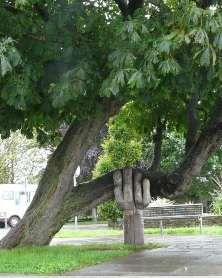 The Wonky Conker tree with its helping hand in Bideford, Devon.
The 'helping hand' has been keeping the unstable and much loved tree upright for 20 years.