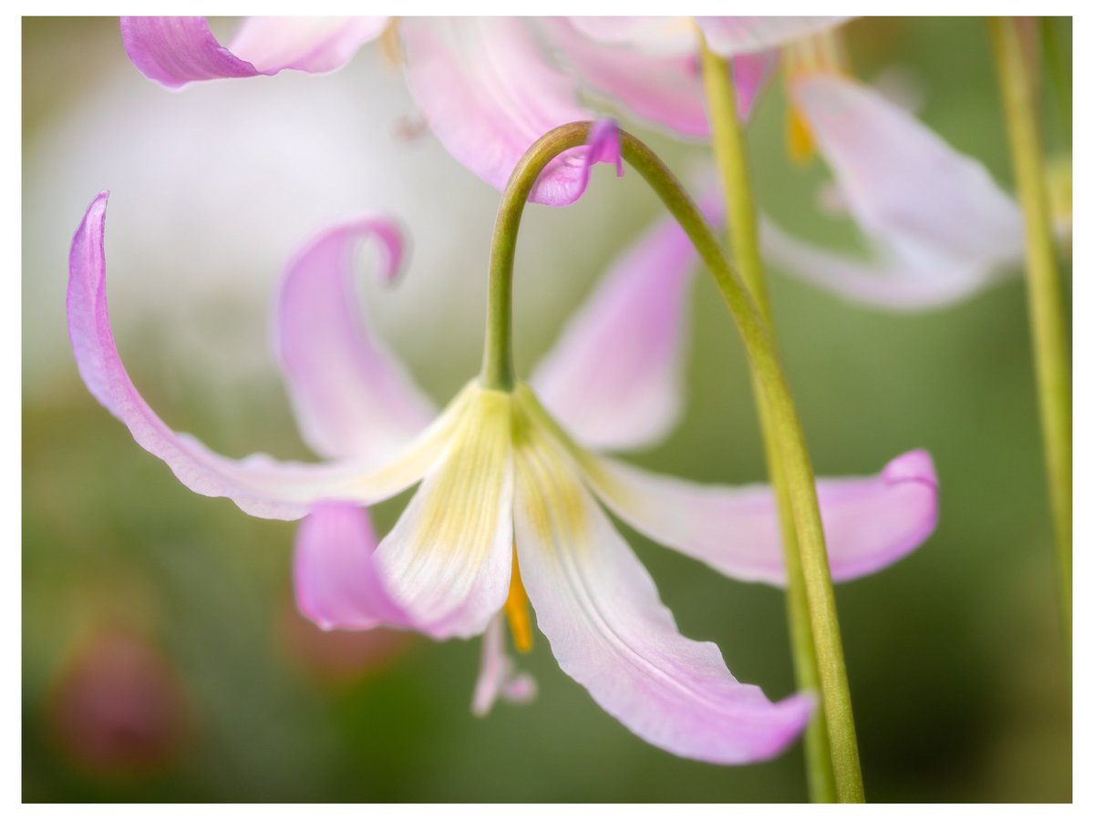 Hanging on - the last of the erythroniums down by our pond this week. They’ll have gone over by now but something else will give us a splash of colour instead. #fsprintmonday #sharemondays2024