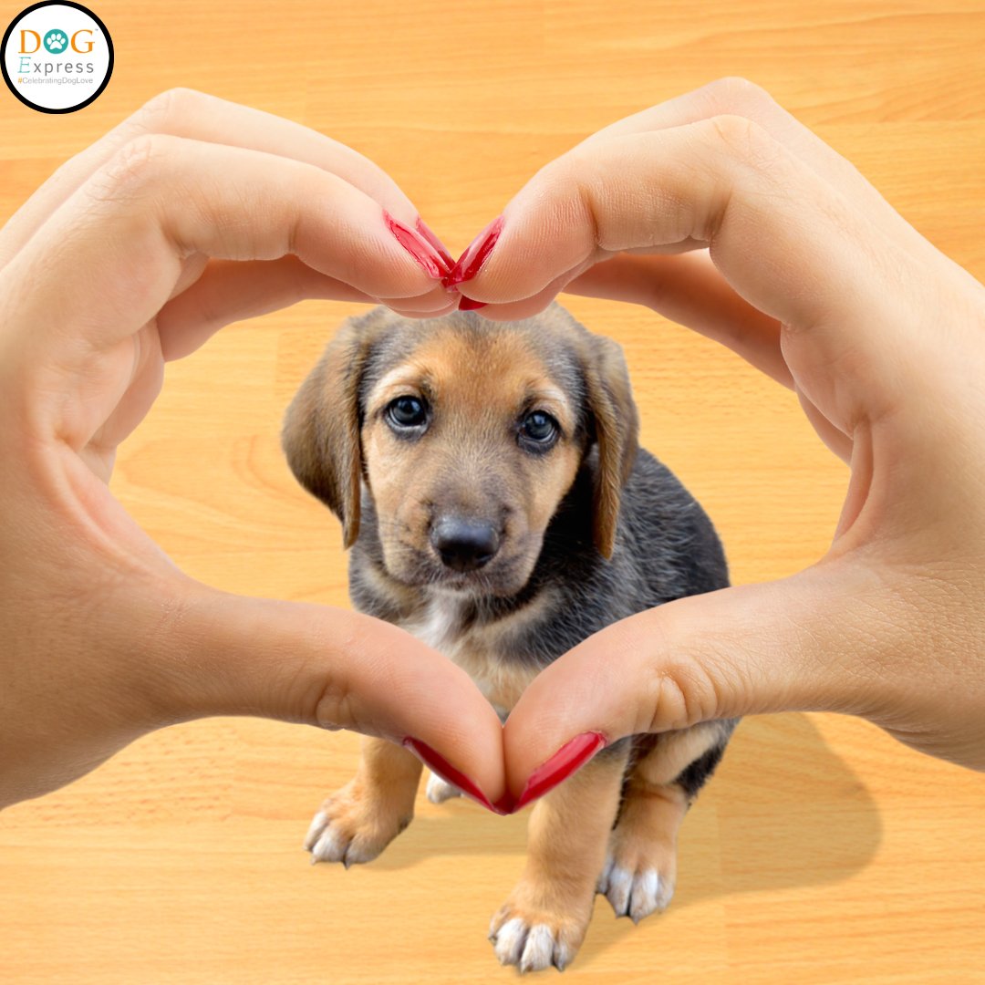 Cute Love Angle 😍🐾

#Dogexpress #Celebratingdoglove #Doglovers #Dogowners #lovemydog #doglove #doglife🐾 #dogfunnymoments #dogfunnyimages #dogloveangle #cutepuppy #dogfuntime #dogsofinsta #petstagram #dogstagram #dogsofinstagram