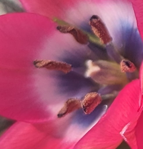 #macromonday #magentamonday #BeHappy #BeKind #flowers #Mondayvibes 

Good Morning! 
Beauty comes from the inside. 
Have a great day!