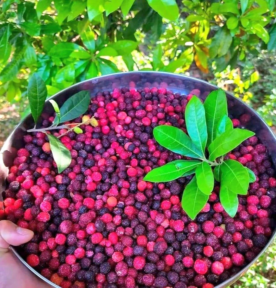 Experience the magic of kafal season! Dive into nature's sweet treasure with every bite of these juicy Himalayan berries. Let the adventure begin! 💞