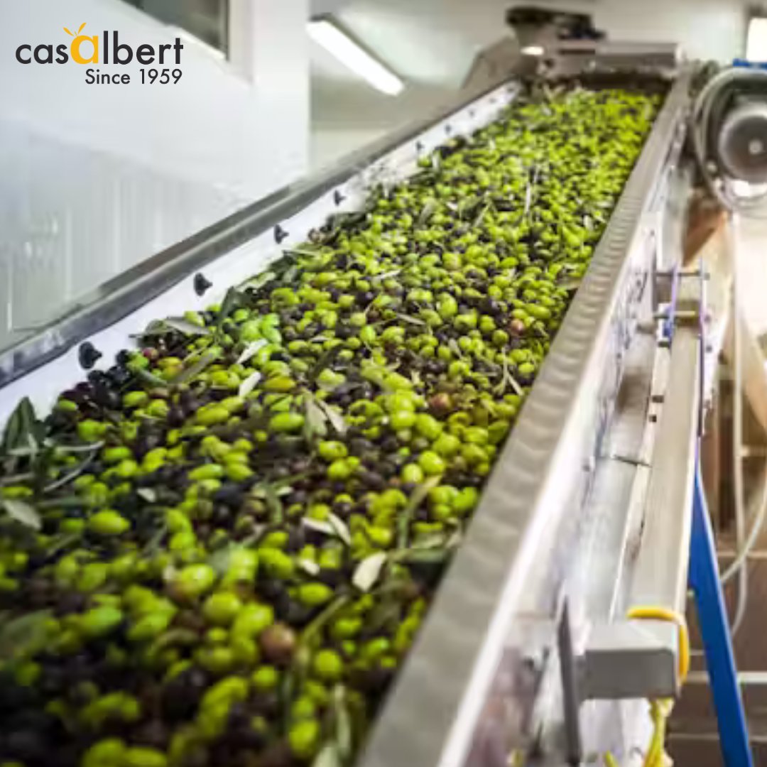 🌱♻️ De desecho a recurso: Así se transforman los residuos de aceituna en una fuente de energía 👉 goo.su/s5QXh

#AceiteDeOliva #OlivarSostenible #EnergíaRenovable #Sostenibilidad #Innovación #Aceituna #EnergíaVerde #Biomasa #ResiduoCero #Industria