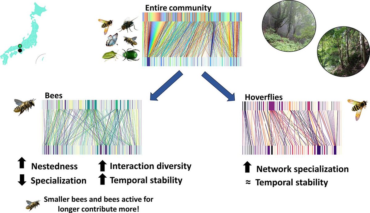 Our new paper is out! 🐝🌼 'Partitioning the contribution of bees with different traits and hoverflies to flower-visitor interaction networks' doi.org/10.1016/j.ecol… Thanks to Prof. Shoko Sakai, @jsps_sns and @KyotoU_News for hosting me in Japan. #pollinators #ecology