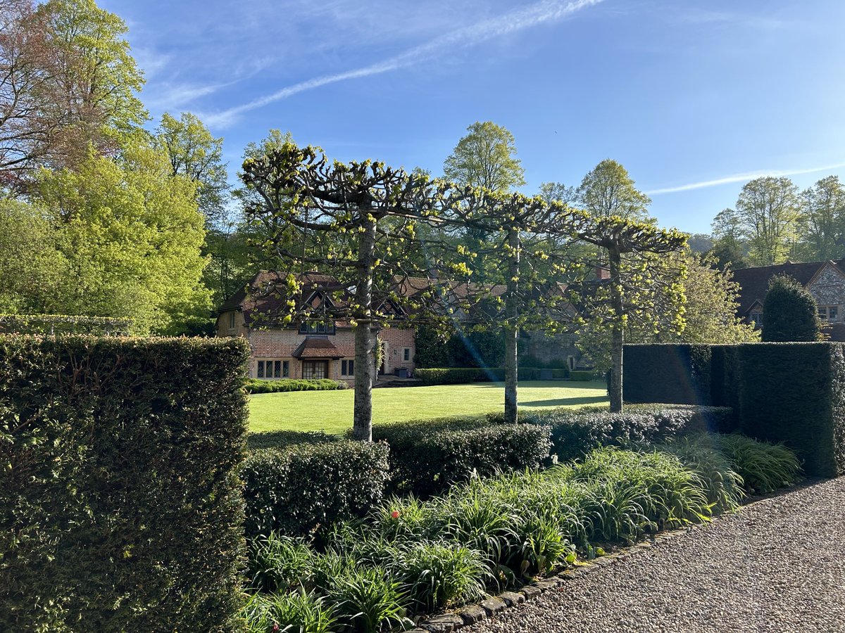 Always love to see the pleached Limes emerge. These are left with more width than traditional pruning at the owner’s request #gardens #twittergardening #spring