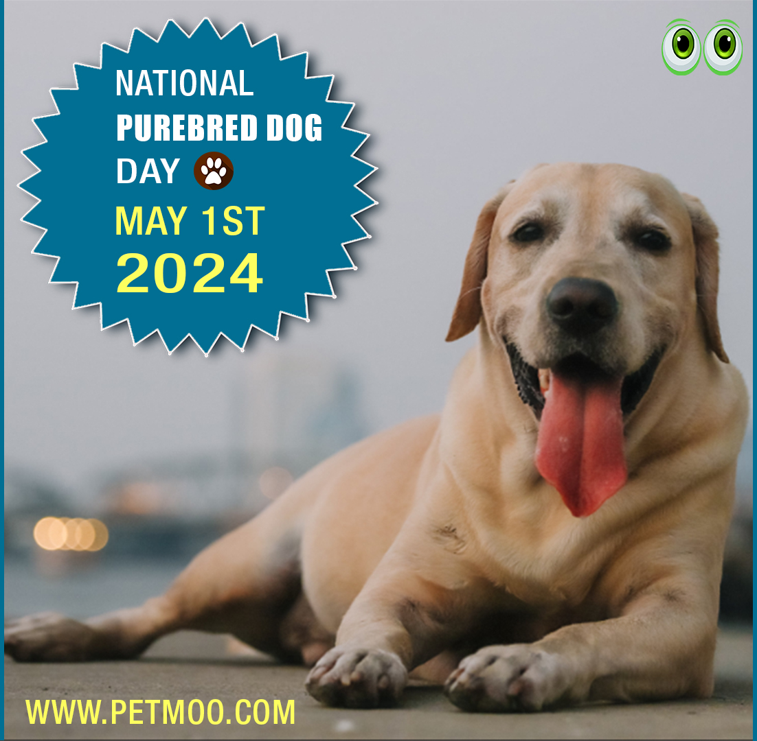 National Purebred Dog Day
#petmoo #pets #dogs #petdays #petday2024 #dogdays #purebreddogday