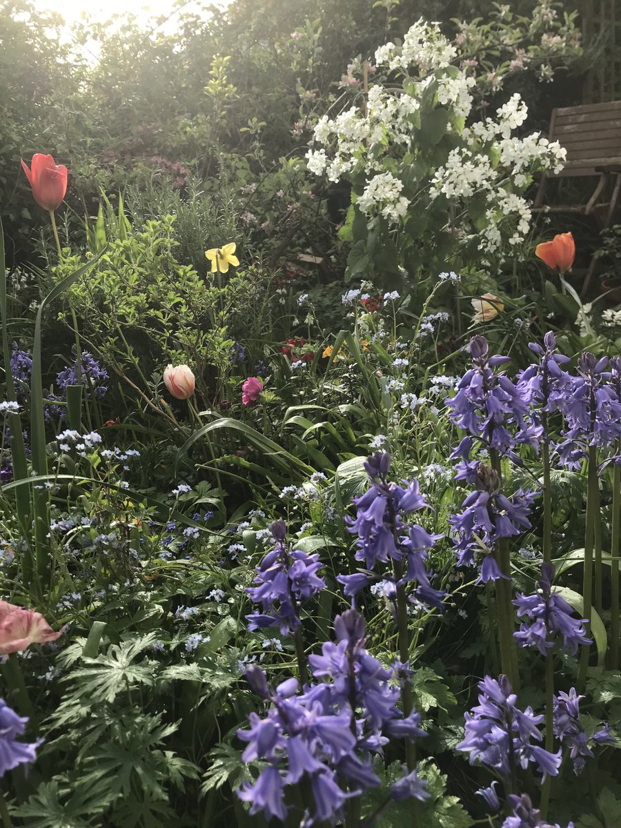 Good morning from a little bit of #sunshine in my little #cottage #garden