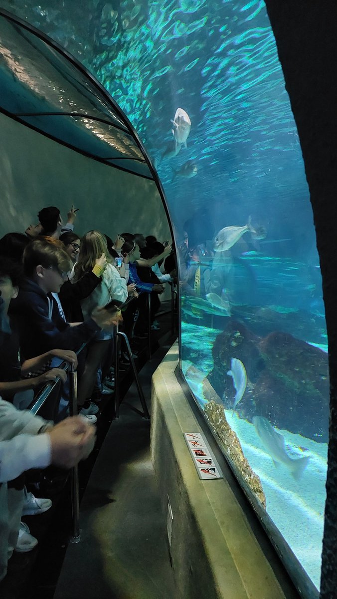 L’excursió a l’Aquàrium de Barcelona ha estat una molt bona experiència per als estudiants de primer d’ESO que fan biologia. Durant aquesta sortida, els alumnes van tenir l’oportunitat d’aprendre sobre els seus hàbitats, comportaments i adaptacions al medi aquàtic.