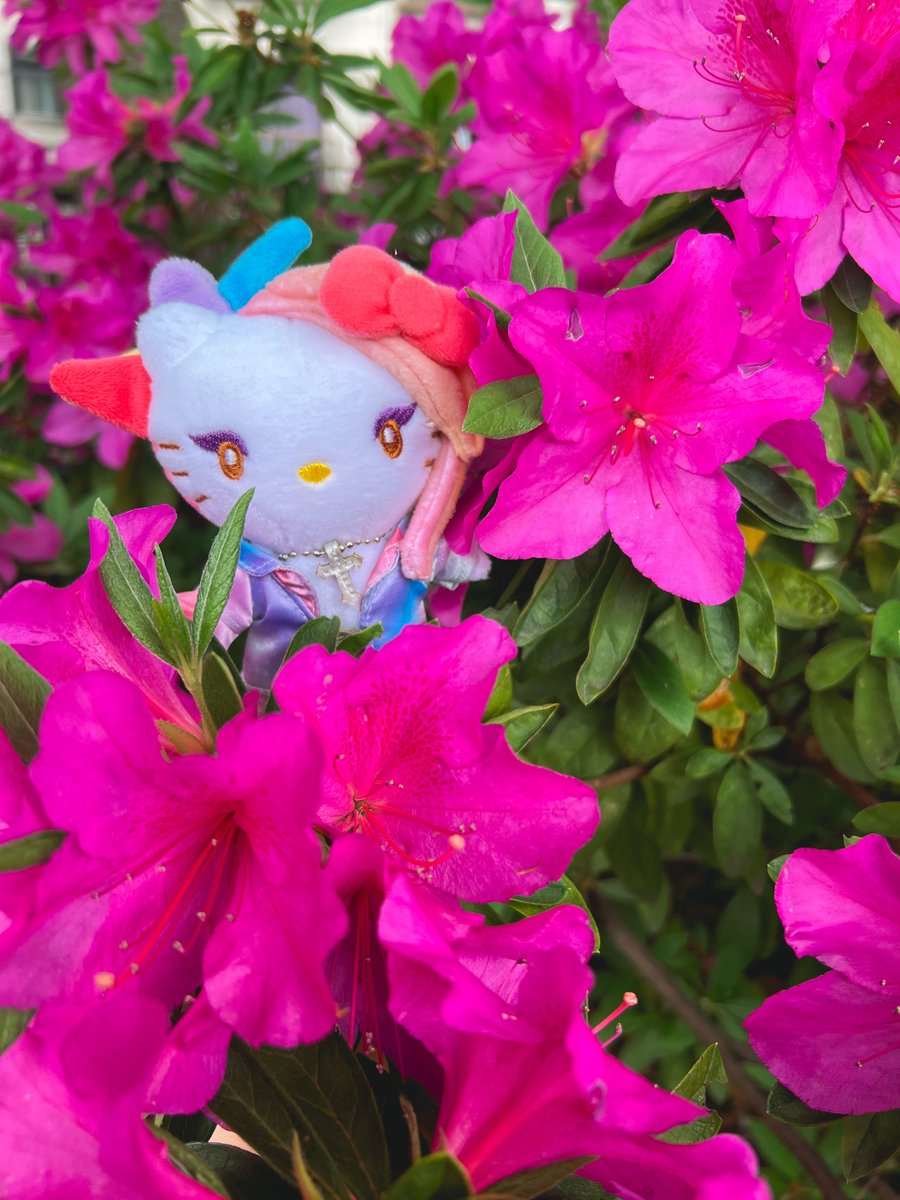 yoshikitty found some azalea flowers today☺

What kind of flowers are blooming around your town?🌸

👇I'm happy if you vote for me everyday❣️
ranking.sanrio.co.jp/en/characters/…

 @sanrio_ranking @sanrio #YOSHIKI #teamyoshikitty #yoshikitty #Sanrio #SanrioCharacterRanking #sanriocharacters