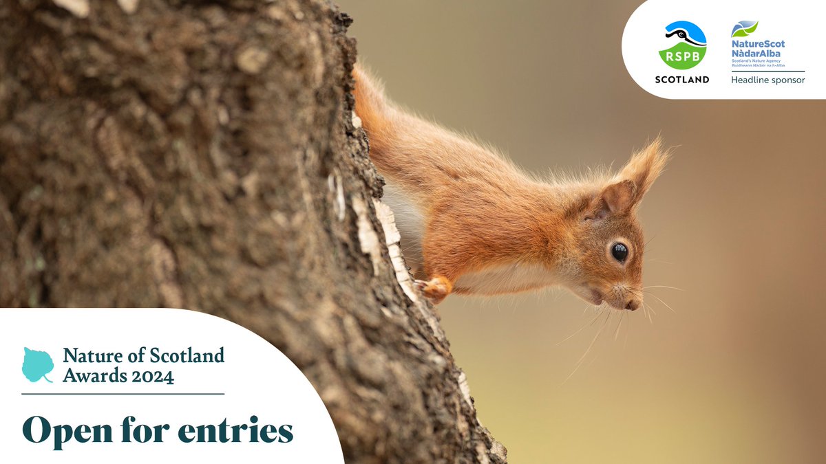 If you're in Dundee over the next few days, get involved in looking out for and documenting any wildlife you see as part of the #CityNatureChallenge global event! 🔎🕷️

Passionate about Scotland's nature? Learn more about the #NatureOfScotland Awards: bit.ly/NoSA2024