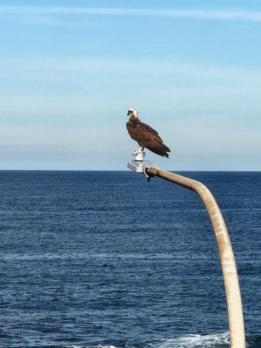 Juvenile Sea Eagle on lamppost by Cowrie Hole.