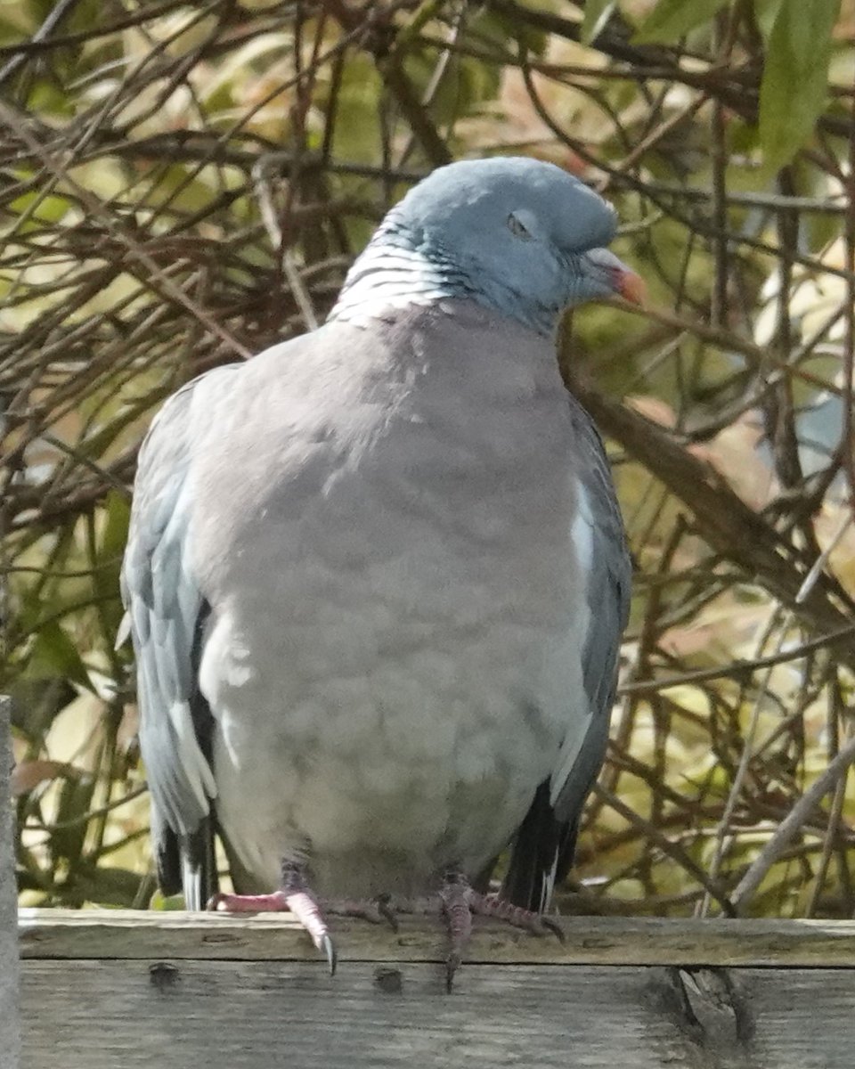 Wood Pigeon naps while warming its back in the sun.
#WoodPigeons #pigeons #birds #BirdPhotography #wildlife #WildlifePhotography #NaturePhotography #photography #birding #TwitterNatureCommunity #BirdsOfTwitter #Telford #Shropshire #NatureLovers #WoodPigeon #pigeon