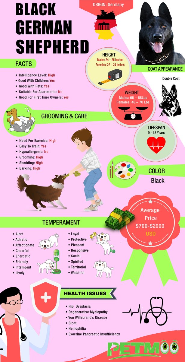 Black German Shepherd Infographic
#petmoo #pets #dogs #dogbreeds #doginfographic #blackgermanshepherd #blackgermanshepherdinfographic