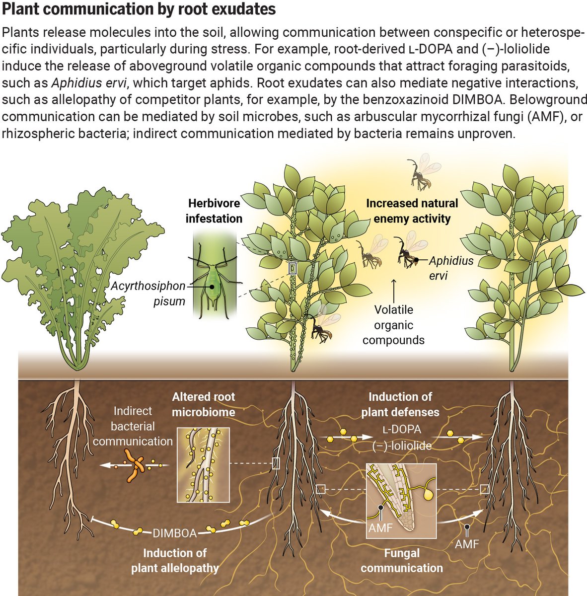 Plant communication encompasses both aboveground and belowground interactions. 

A new #SciencePerspective argues for more research on what happens belowground, which has thus far received less exploration. scim.ag/6Lr