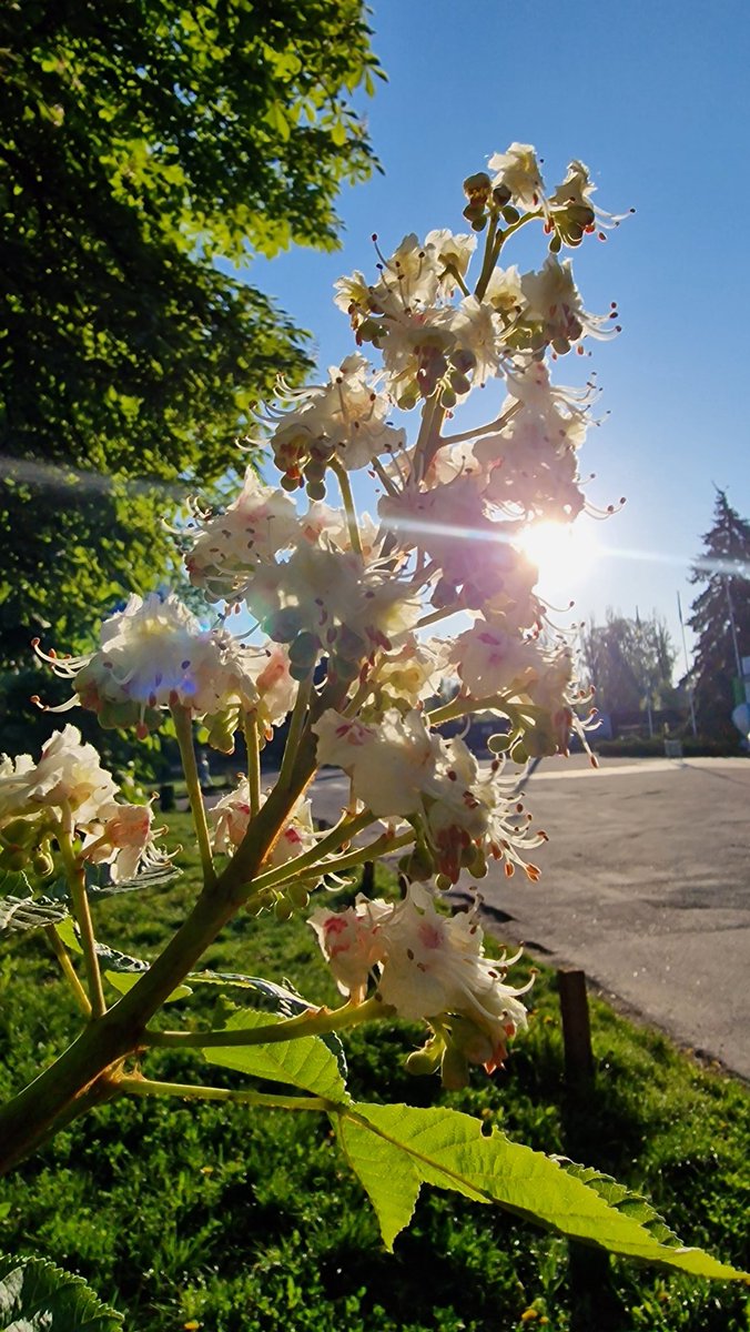 andrii_soloviov's tweet photo. 🌤 ☀️ 💫Good sunny MORNING, Friends!
晴れたおはようございます、皆さん！

This is the #SpringInUkraine and #BeautifulKyiv.
これは #SpringInUkraine と #BeautifulKyiv です。

🌰The famous Kyiv chestnut trees exploded with the exuberant bloom of their white candles.
有名なキエフの栗の木は、白いキャンドルの豊かな花を咲かせました。
The chestnut trees in the alley in our park are in full bloom.
当公園の路地にある栗の木が満開です。

Enjoy your morning drink ☕️🍾🍸 🍹and have a great MONDAY and productive week!
朝のドリンク☕️🍾🍸🍹を楽しんで、素晴らしい月曜日と生産的な一週間をお過ごしください!

Don’t forget to support Ukraine 🇺🇦 and each other!
ウクライナ🇺🇦とお互いをサポートすることを忘れないでください!
✊🇺🇦😘❤️‍🔥🫶
