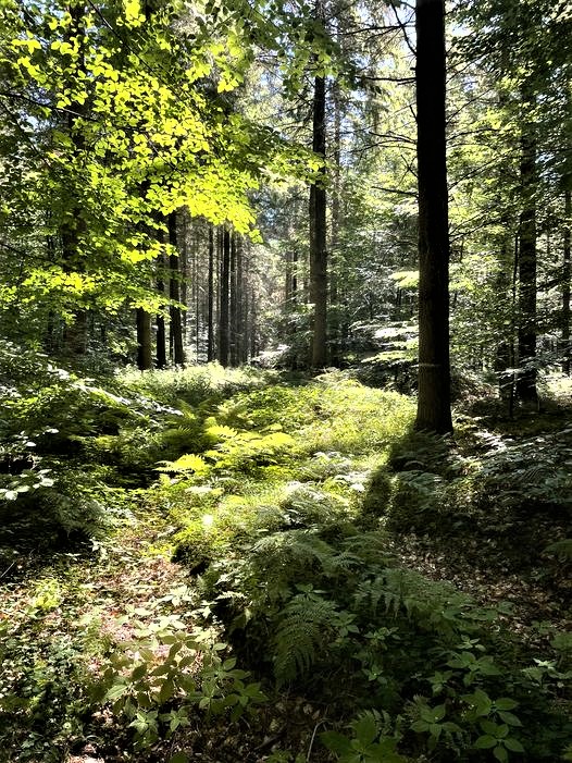 With their leaves and needles, the trees act like giant filters. One ha. of beech forest can filter around 70 tons of dust out of the air every year, a ha. of spruce forest as much as 30 tons. In addition trees produce oxygen. Forests and parks as 'green lungs' are important.🌳🌲