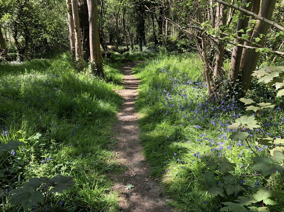 Communing with the Light and Shade of Bluebell wood…#EssexEnchanted