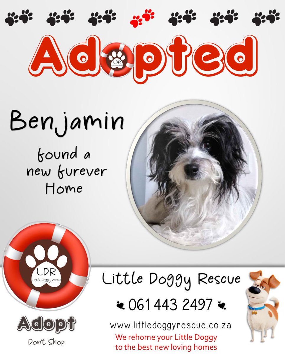 🎉 Yippee Benjamin #Maltese #adopted

If you cannot care 4 yr loved doggy as before we assist #rehomeyourdog  
form littledoggyrescue.co.za/rehome-my-dog

 #littledoggyrescue #southafrica #adoptdontshop #adoptadog #rehoming #dogrehoming #FUREVERHOME