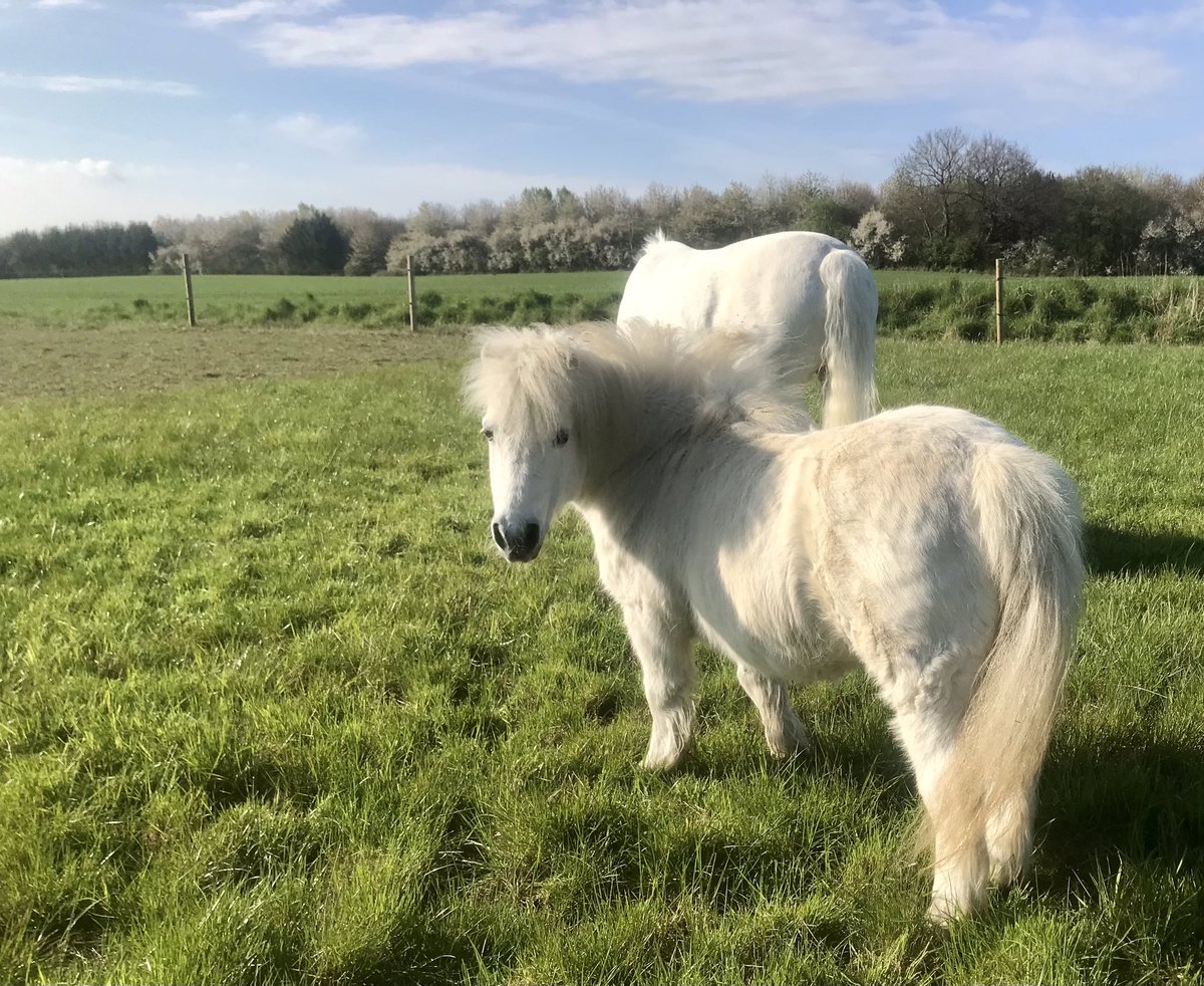 #MondayMorning & the 🚜🚜 are finally able to plough the very wet fields. 🌱 #ponyhour #ShetlandPony #ConnemaraPony ☘️