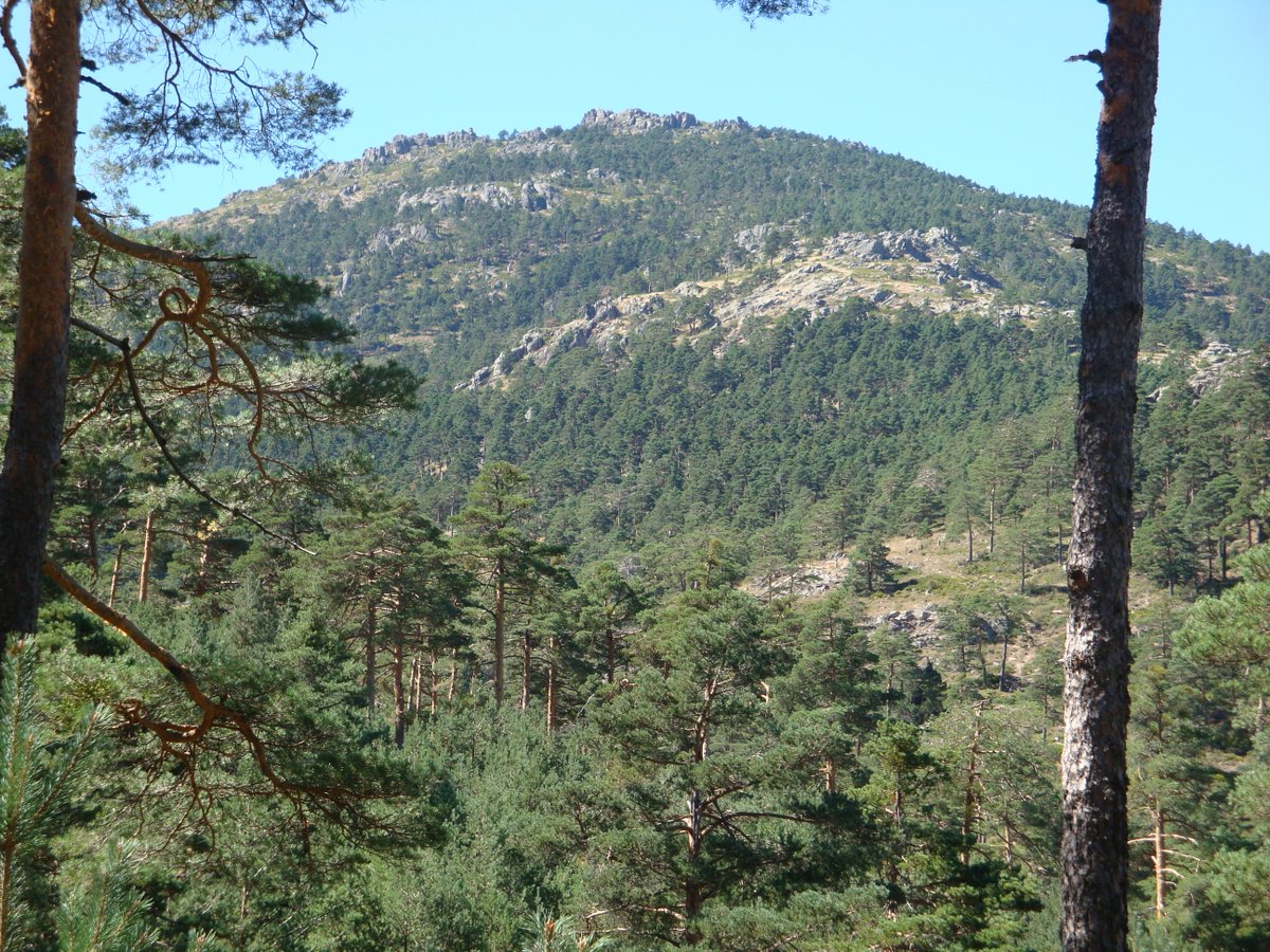 @OficialSebot @RJBOTANICO @iaptglobal @Botanical_ 🔊Three one-day excursions will visit the Sierra de Guadarrama, near Madrid. Participants can choose between exploring the flora of the high Mediterranean mountains 🏔️🗻, relic deciduous forests 🌲🌲🌳🌳, and traditional landscapes and practices linked to plants. #IBC2024