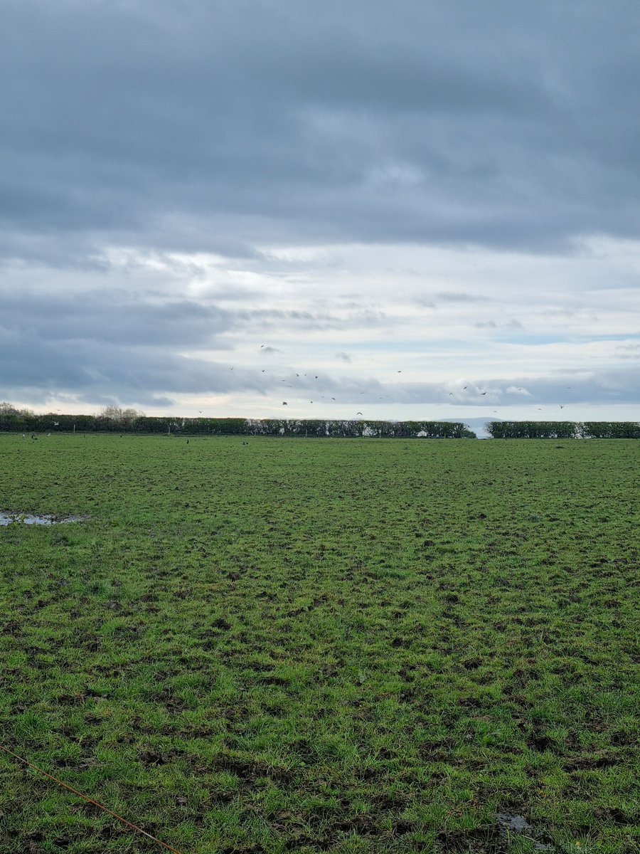 Some of our paddocks are struggling with the second grazing rotation.