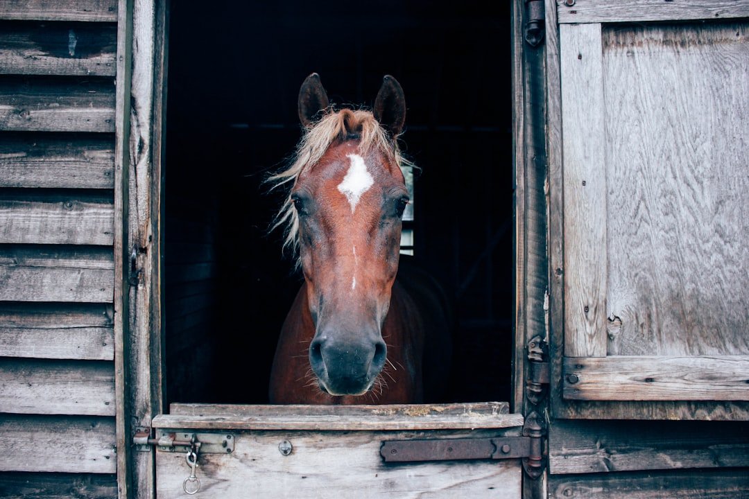 "A horse can't take the place of a health professional, but they can take us away from ourselves, no strings attached, no pound signs shimmering in their eyes.."

I wrote about #PrinceWilliam, runaway horses and why animals are better for you than online therapists🐎Link in bio